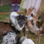 IMG_2759 - kopie